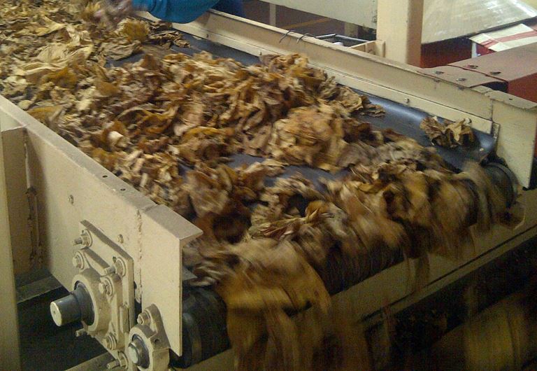 Spracovanie zelených listov